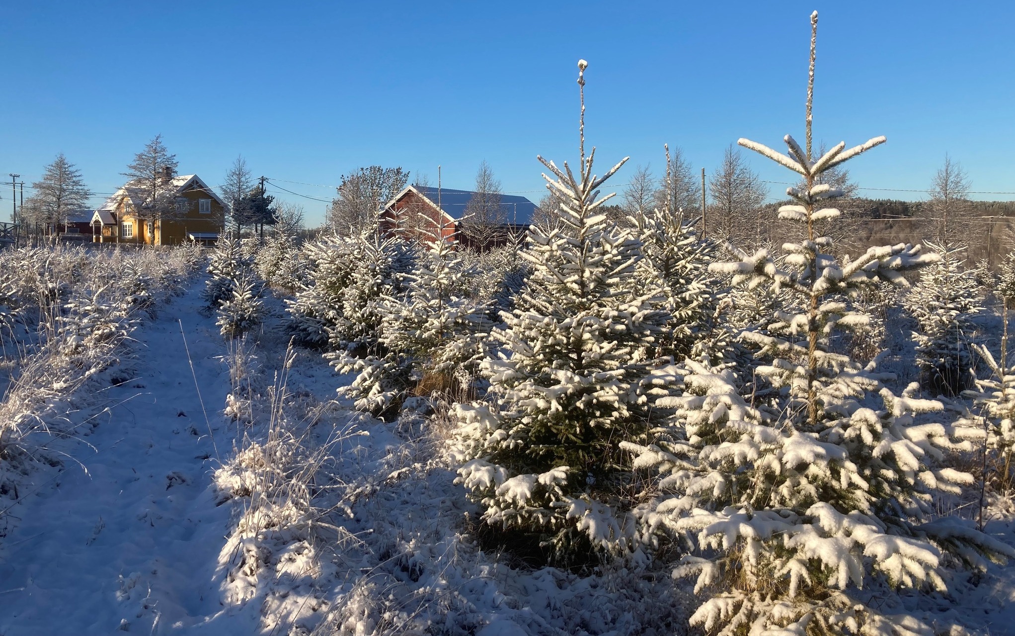 Ødegaard Juletreplantasje i snødekt landskap
