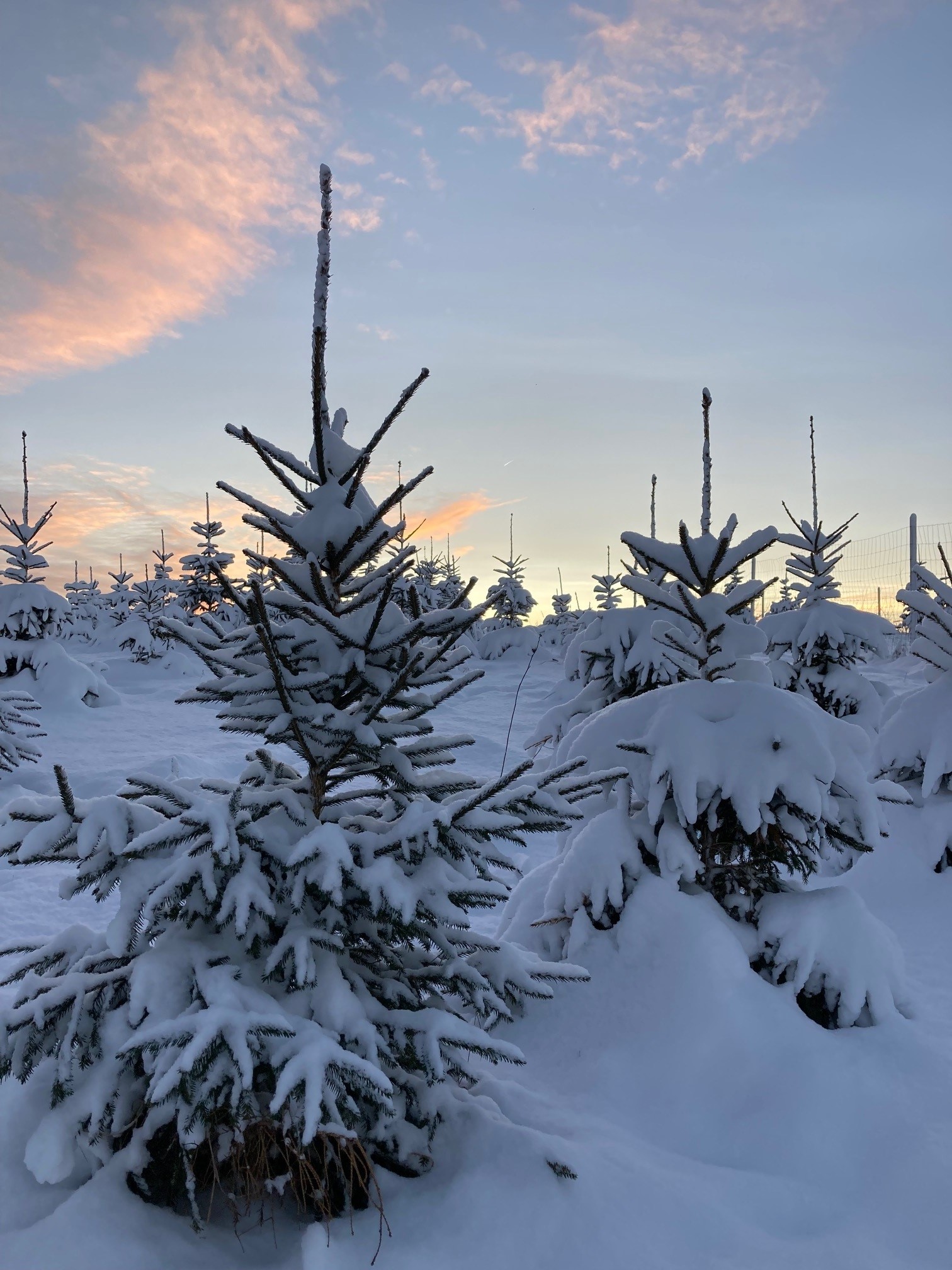 Snødekte juletrær